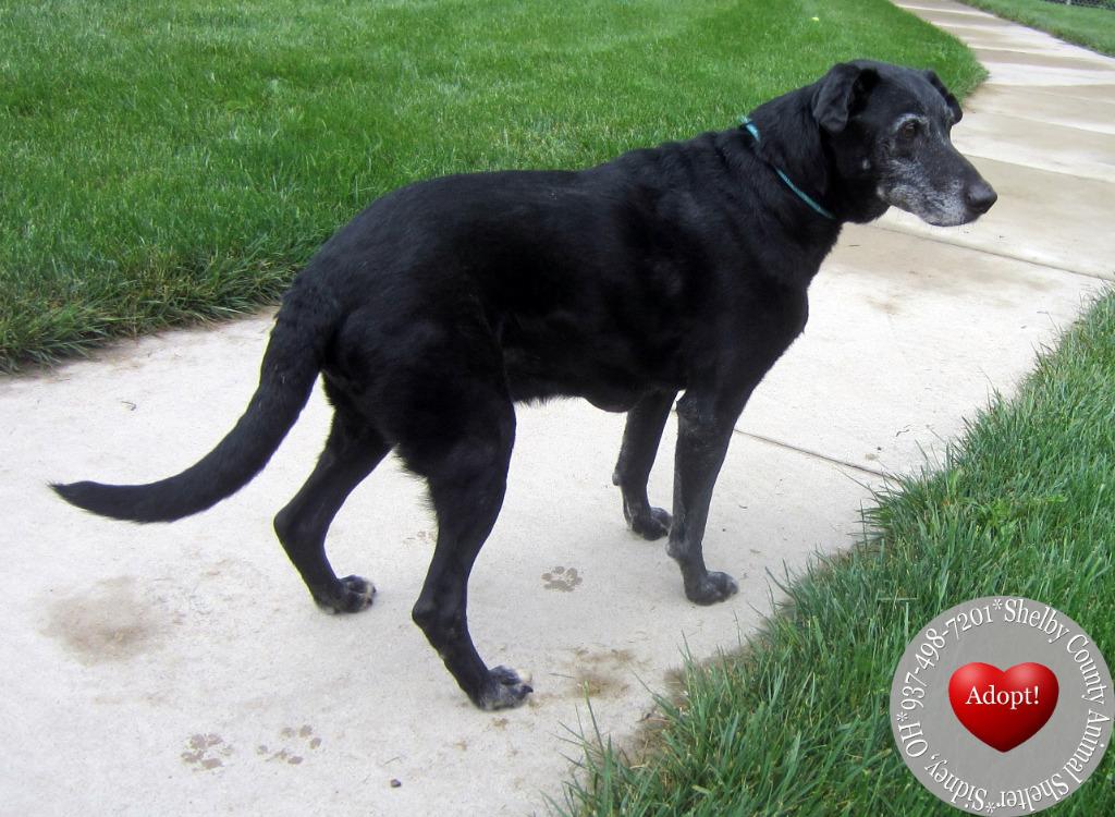Enlarge Doc Yrly 157, a Adoptable mixed breed in Sidney, OH image 2/3