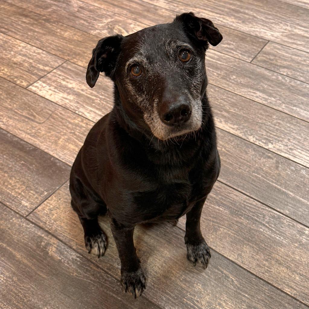 Enlarge Doc Yrly 157, a Adoptable mixed breed in Sidney, OH image 3/3