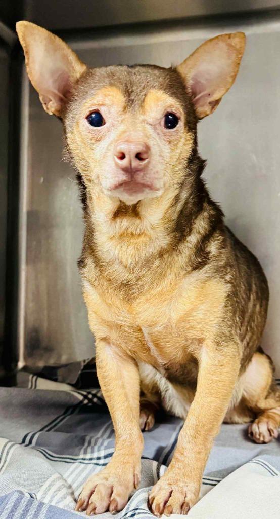 Kiko $250, Adoptable, Senior Male Chihuahua.