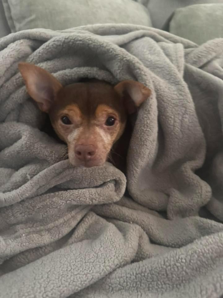 Kiko $250, Adoptable, Senior Male Chihuahua.