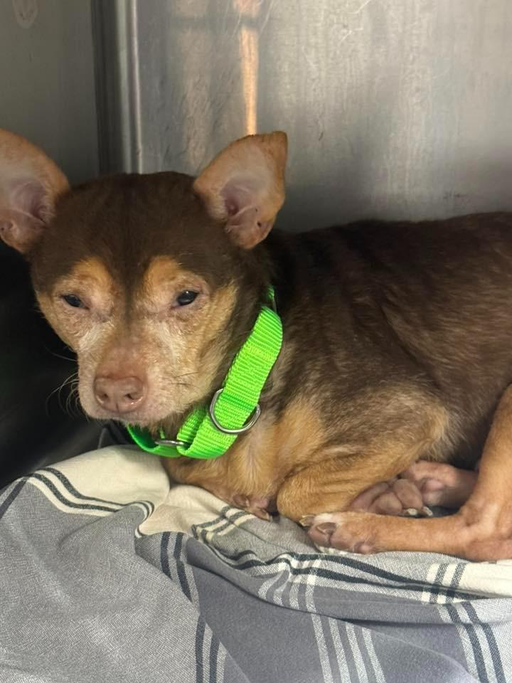 Enlarge Kiko $250, a Adoptable Chihuahua in Milwaukee, WI image 3/4