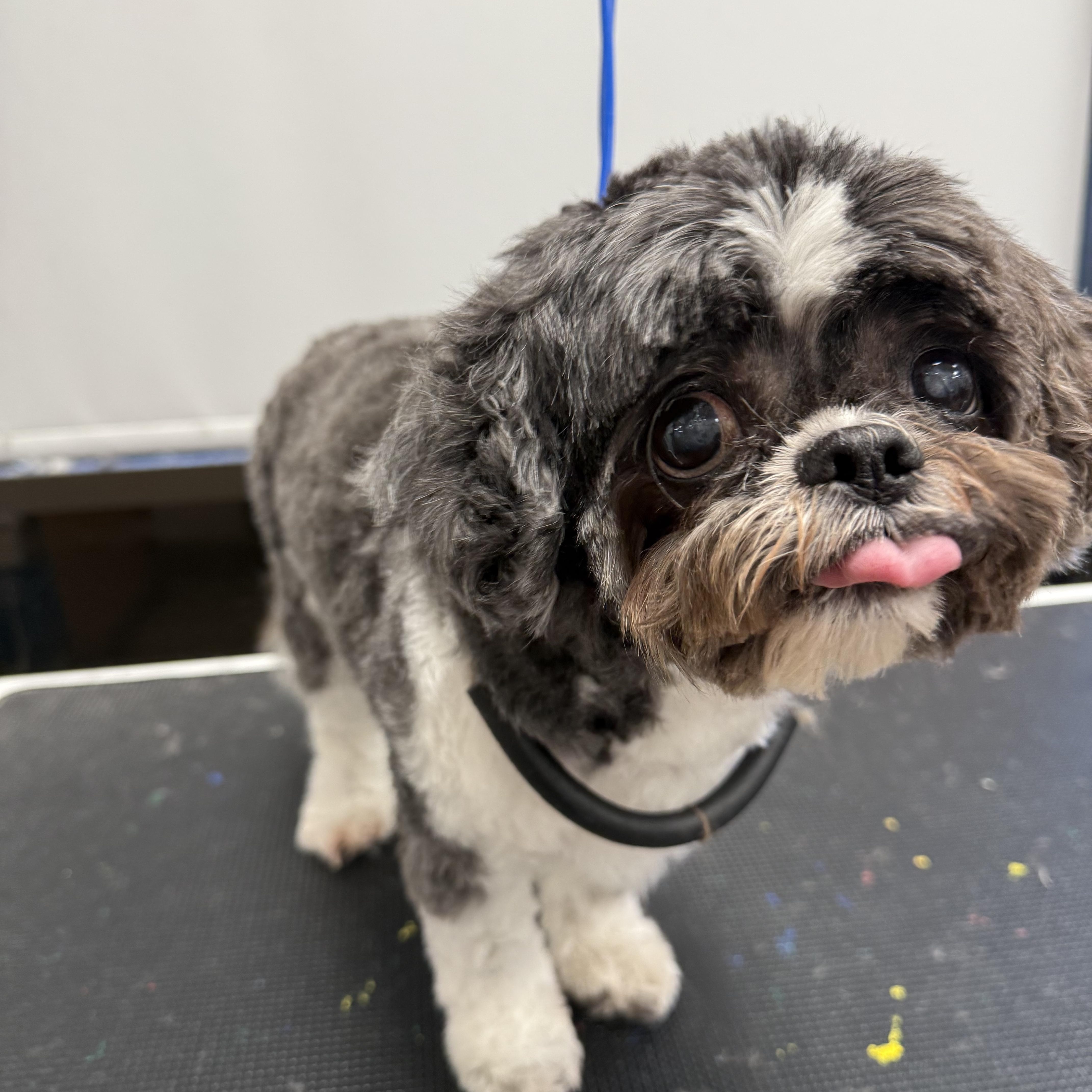 Lulu, ADOPTABLE, Senior Female Shih Tzu.