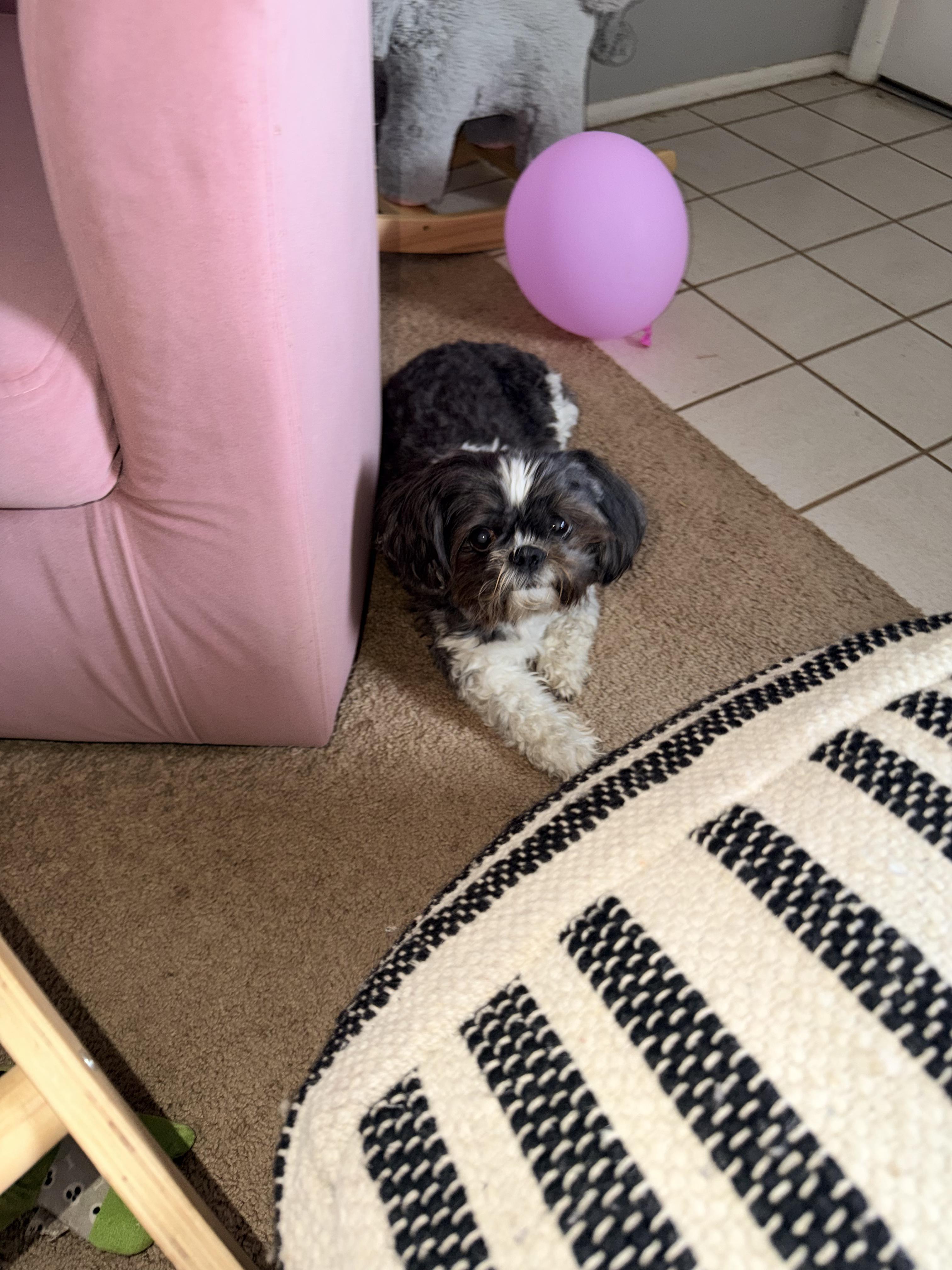 Lulu, a ADOPTABLE Shih Tzu in West Valley, UT image 4/5