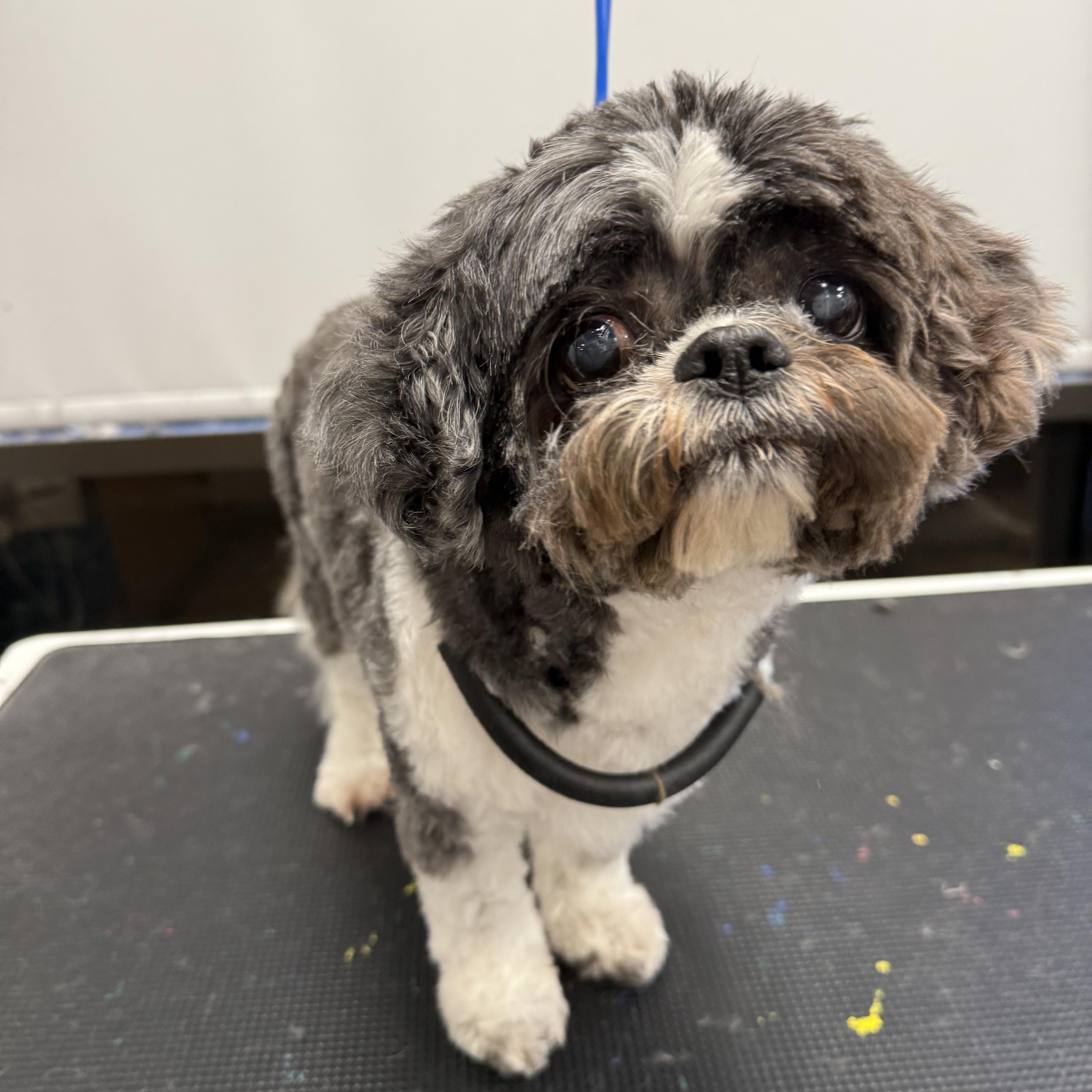Lulu, a ADOPTABLE Shih Tzu in West Valley, UT image 2/6
