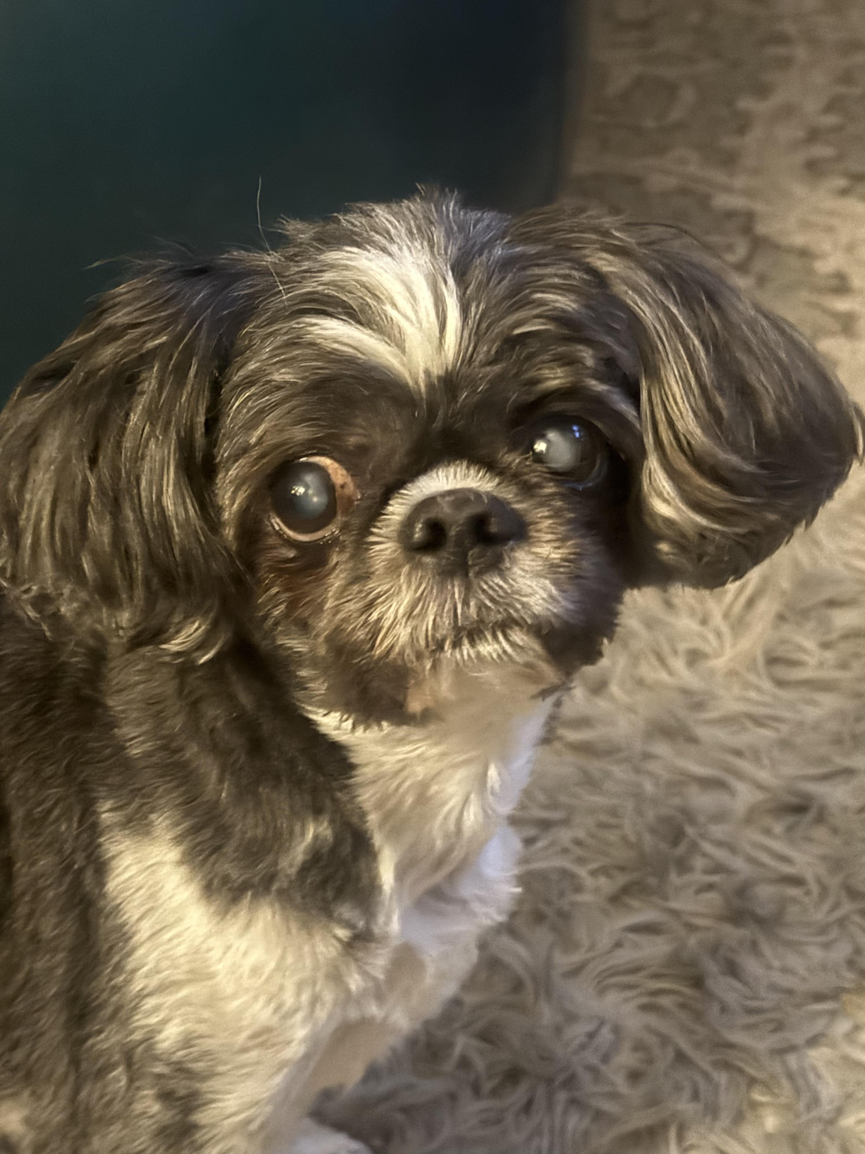Lulu, a ADOPTABLE Shih Tzu in West Valley, UT image 3/6