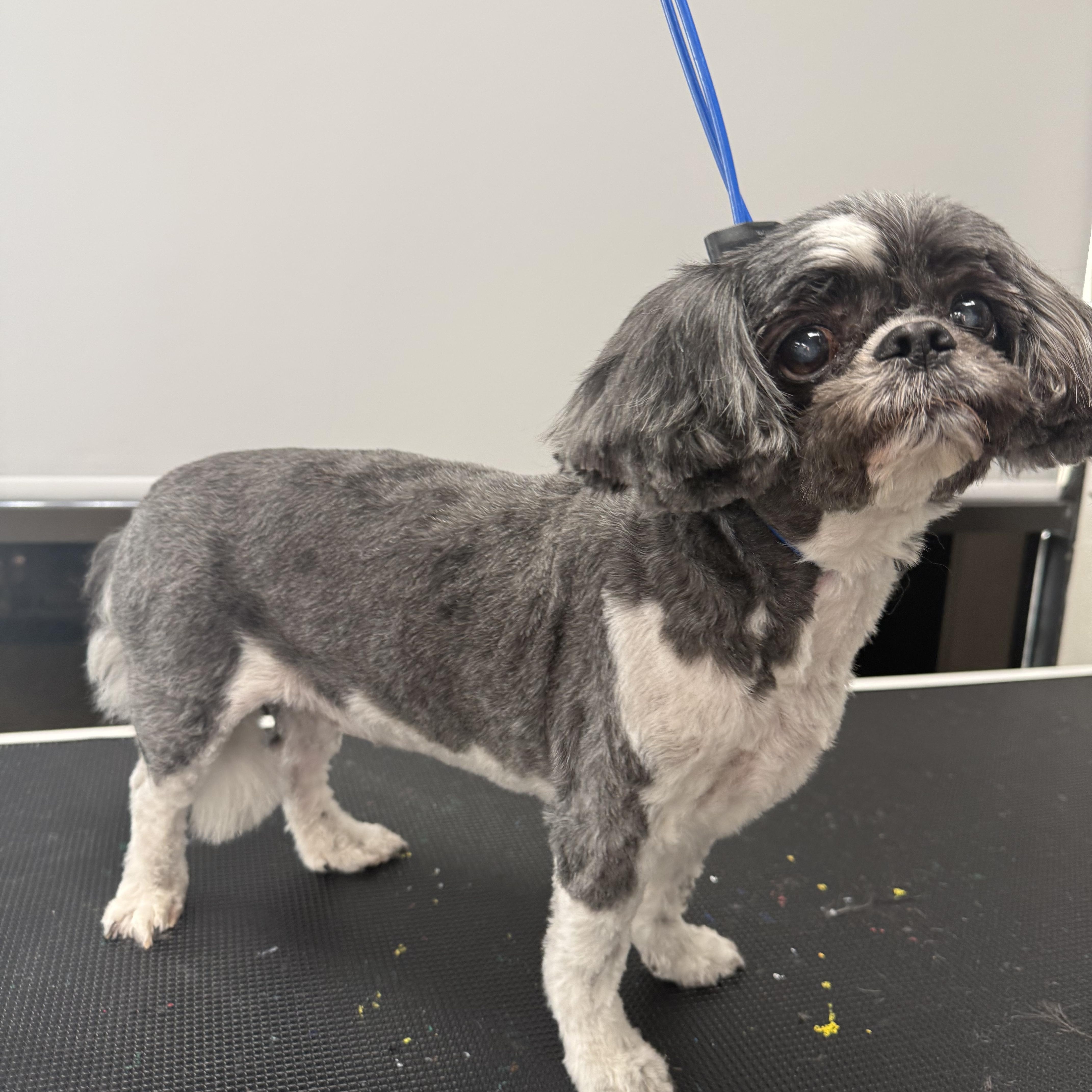 Lulu, a ADOPTABLE Shih Tzu in West Valley, UT image 5/6