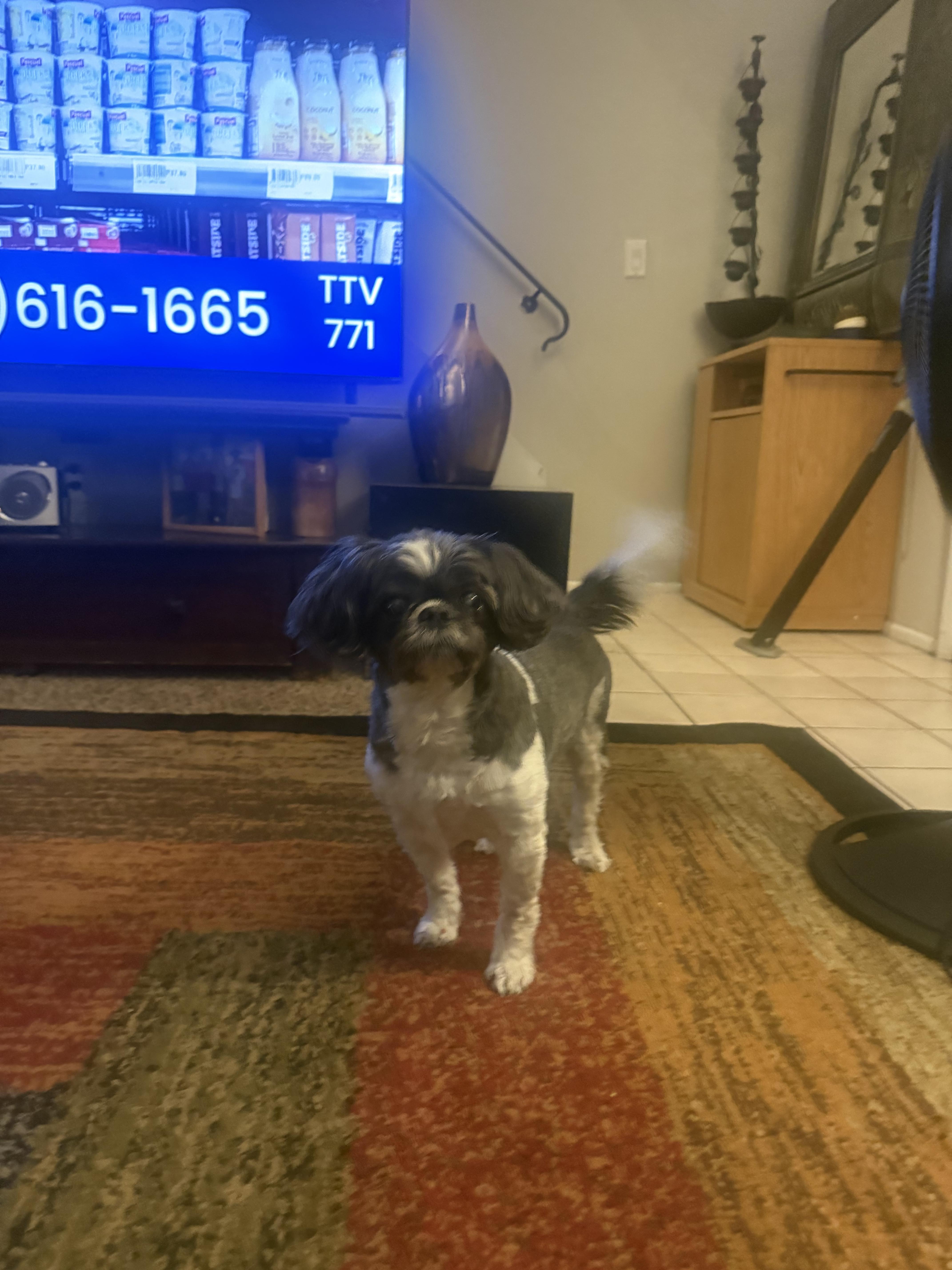 Lulu, a ADOPTABLE Shih Tzu in West Valley, UT image 4/6