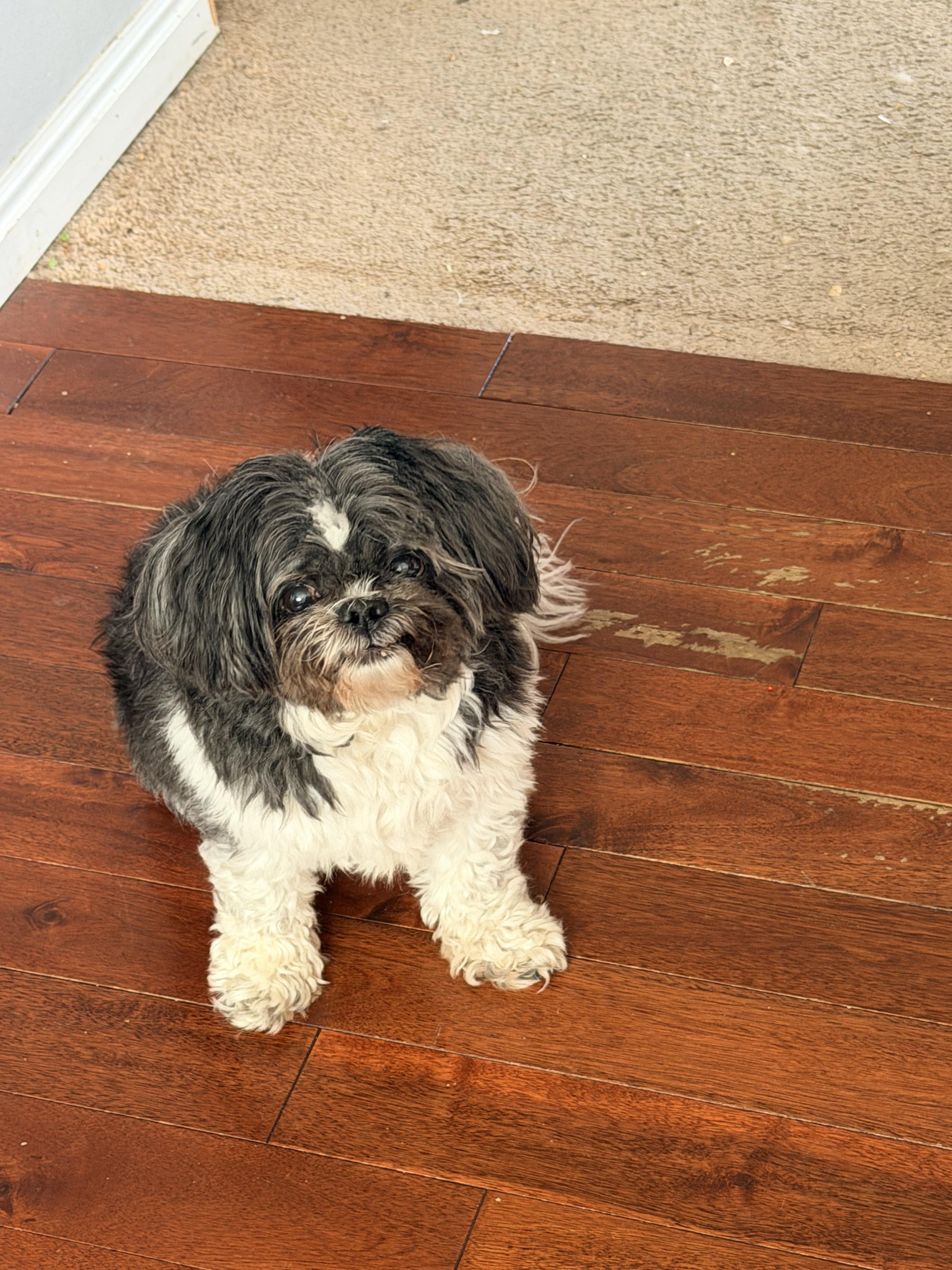 Lulu, a ADOPTABLE Shih Tzu in West Valley, UT image 5/5