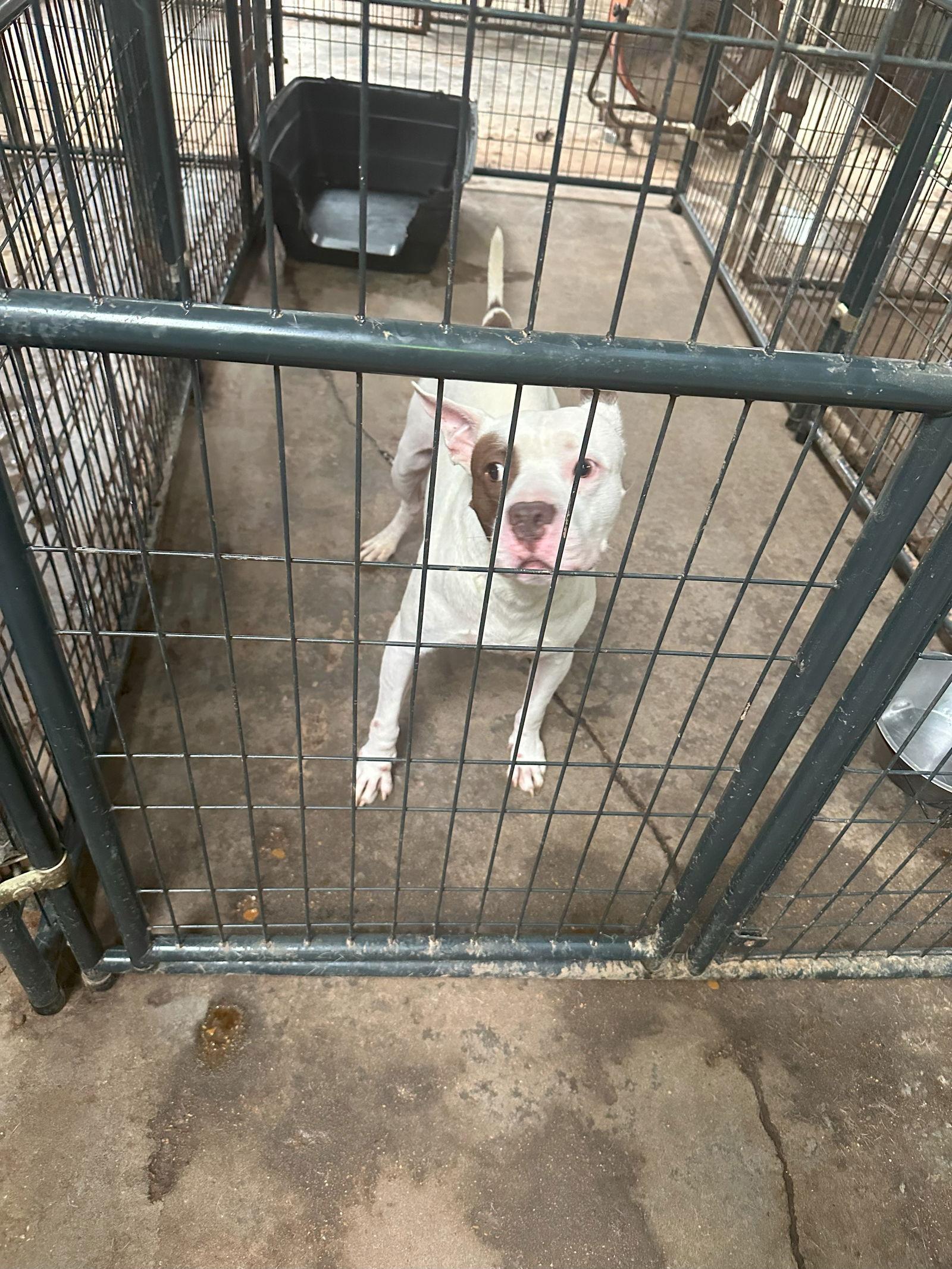 Jitterbug — thumbnail 2