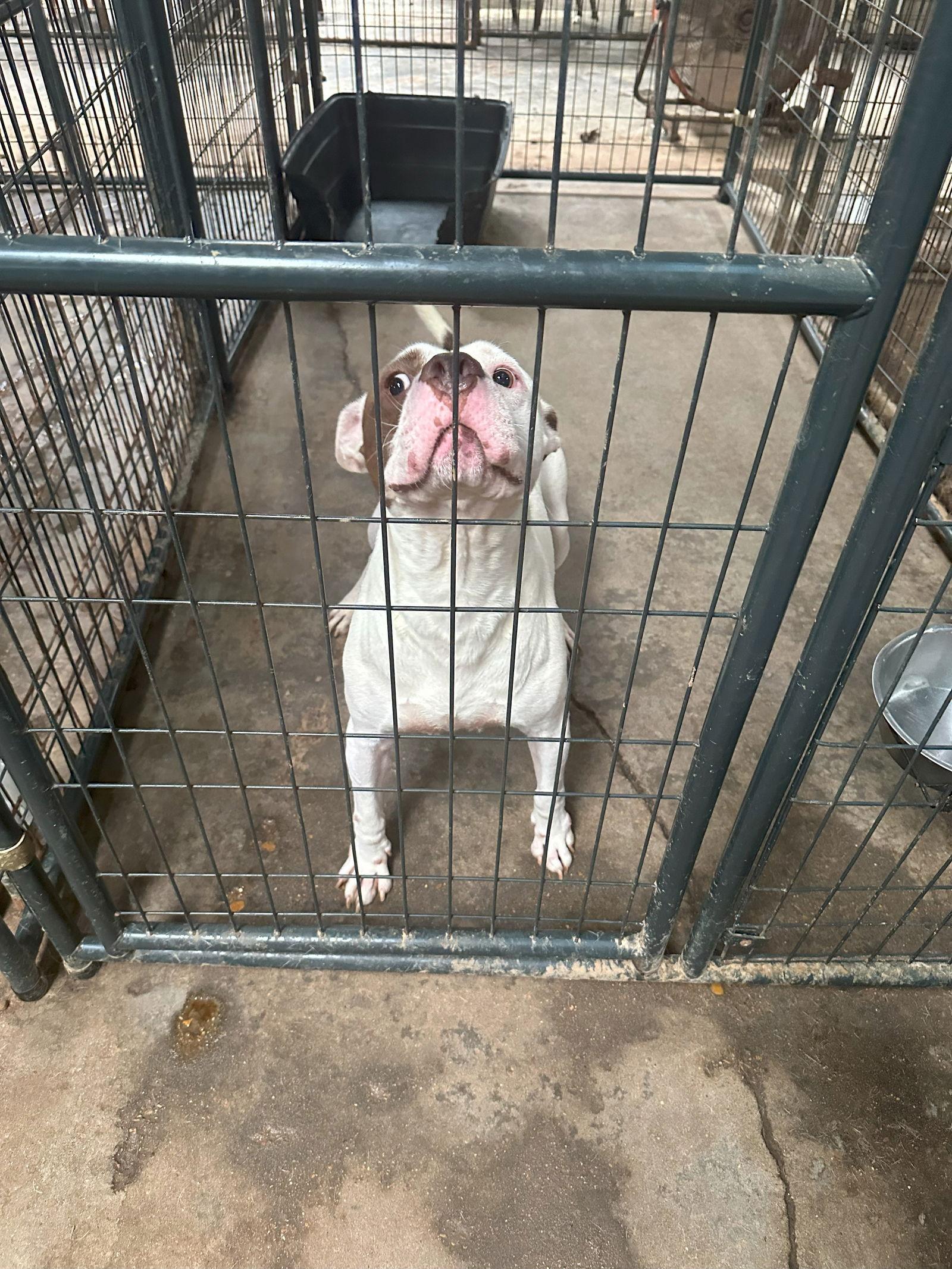 Jitterbug — thumbnail 3