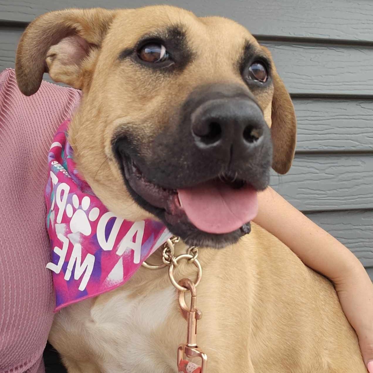 Saguaro, a Adoptable Pit Bull Terrier in Grand Forks, ND image 1/4