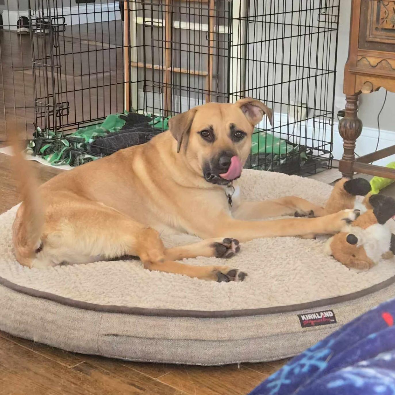 Saguaro, Adult Female Pit Bull Terrier
