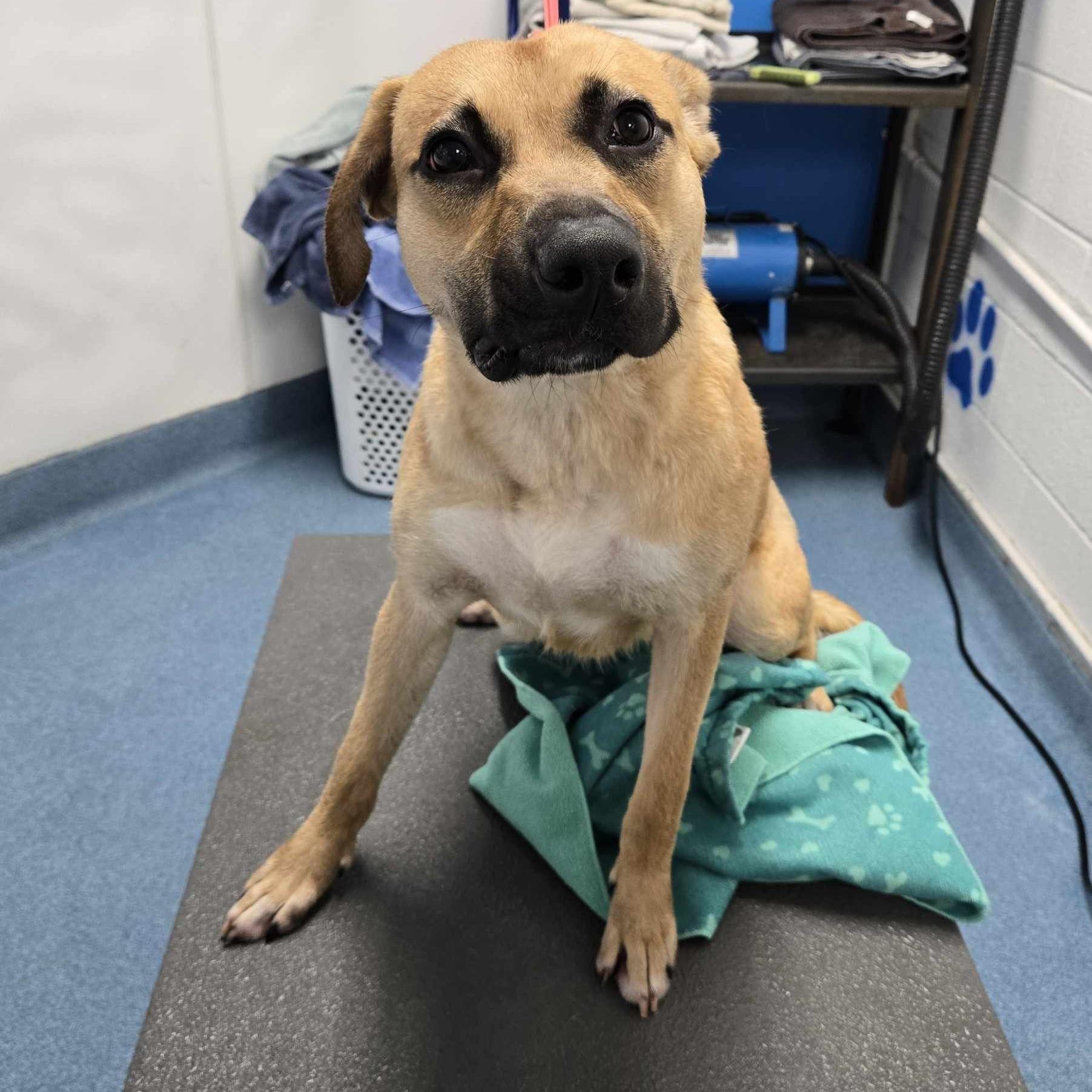 Saguaro, a Adoptable Pit Bull Terrier in Grand Forks, ND image 3/4