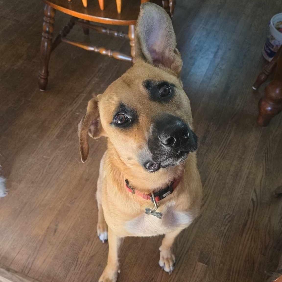 Saguaro, a Adoptable Pit Bull Terrier in Grand Forks, ND image 4/4