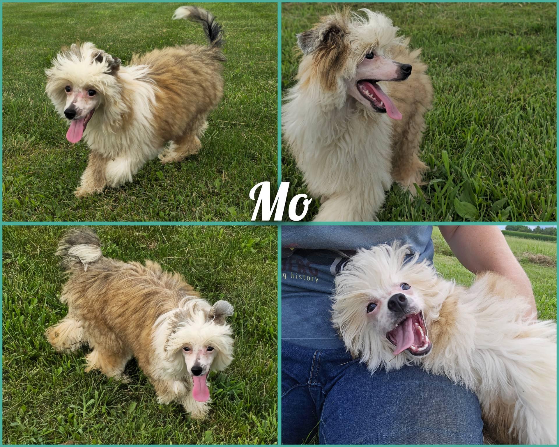 Mo
