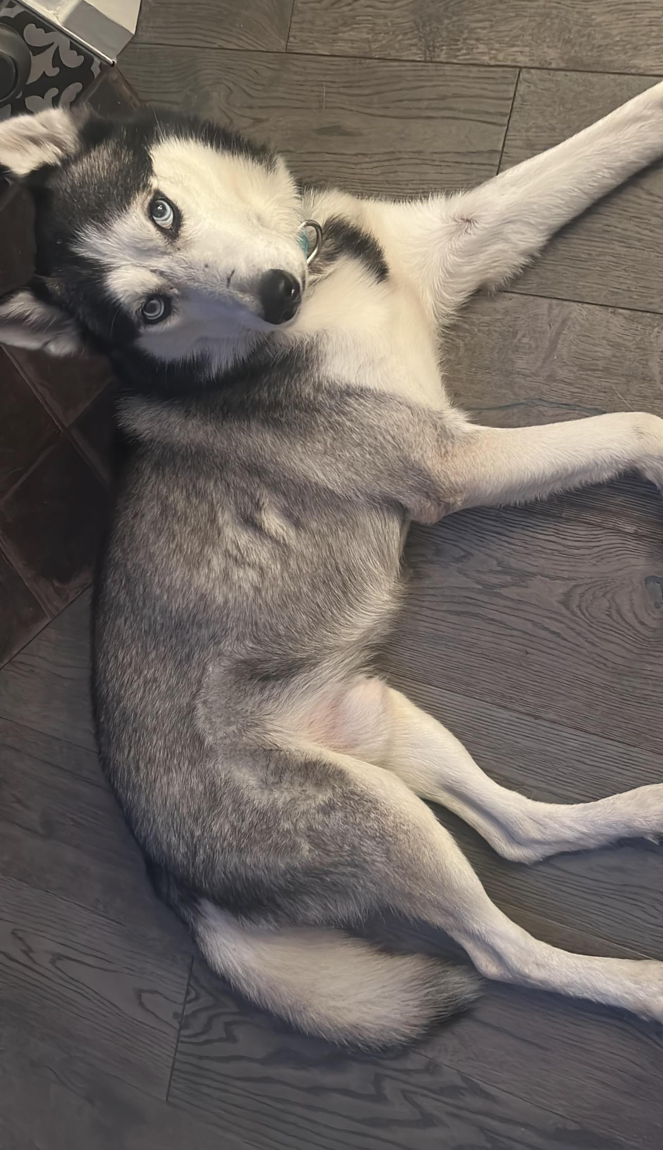 Enlarge Benji, a Adoptable Husky in Tarzana, CA image 3/6