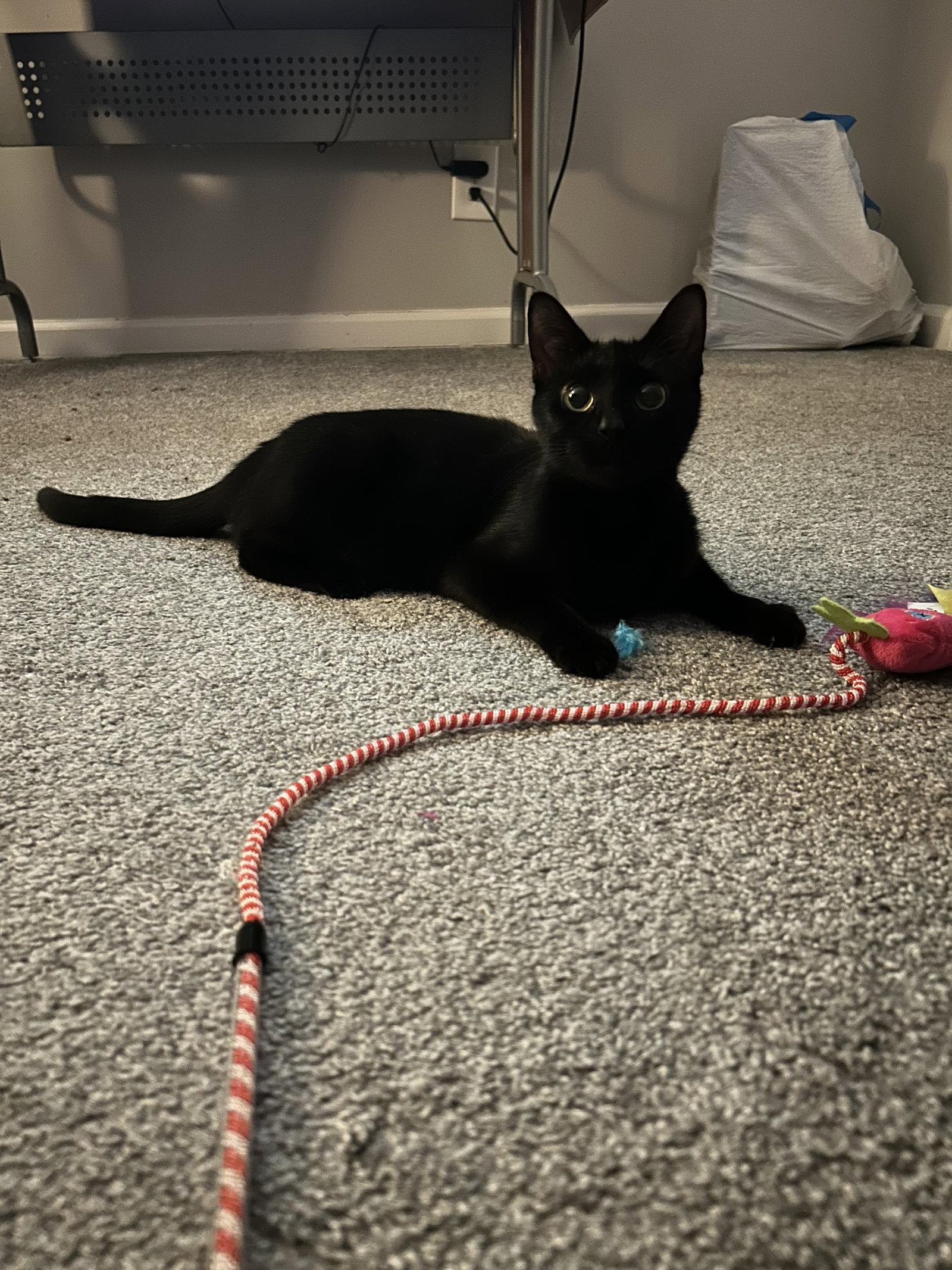 Enlarge Khaleesi, a Adoptable Domestic Short Hair in Columbus, OH image 2/3
