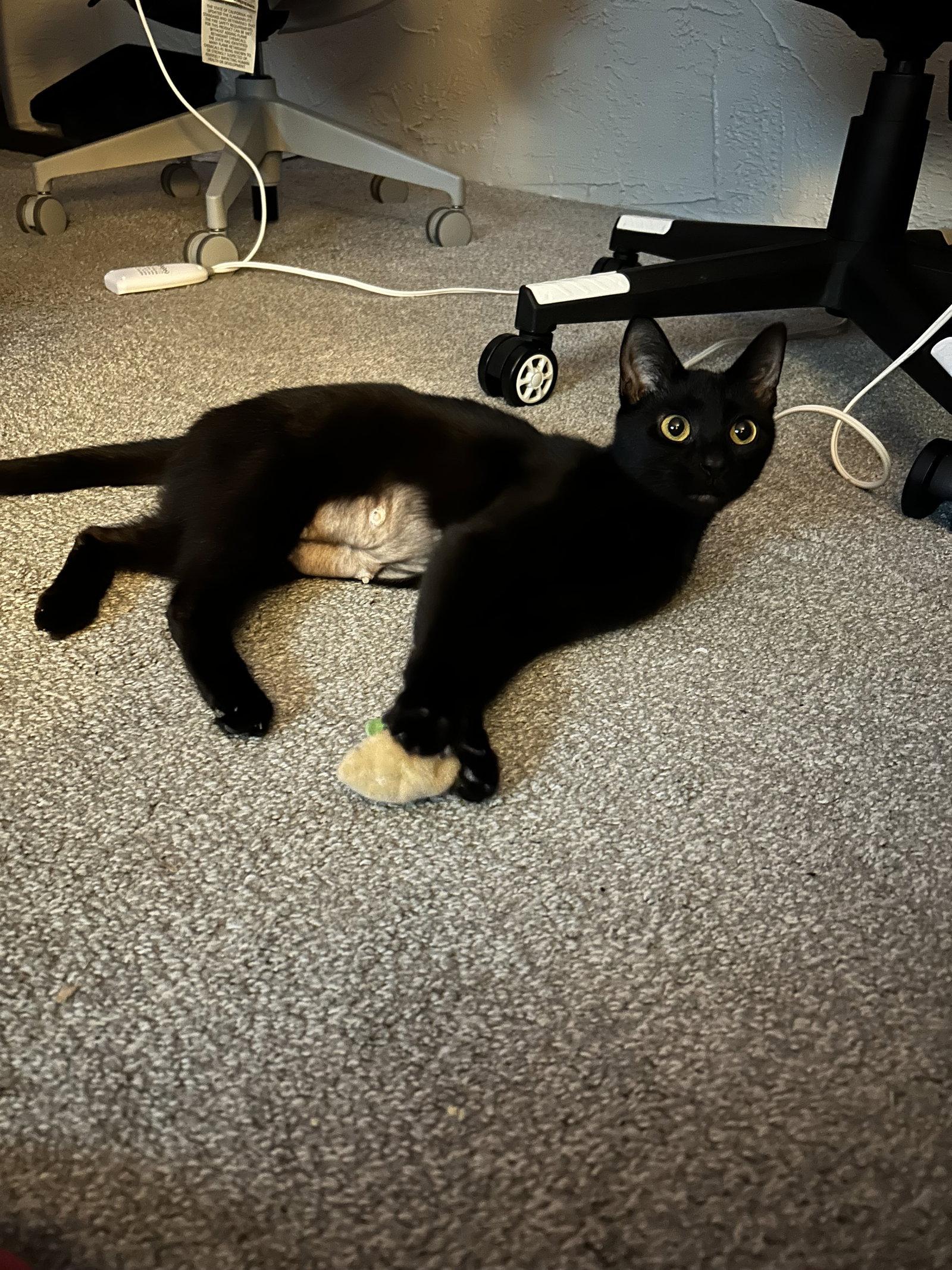 Enlarge Khaleesi, a Adoptable Domestic Short Hair in Columbus, OH image 3/3