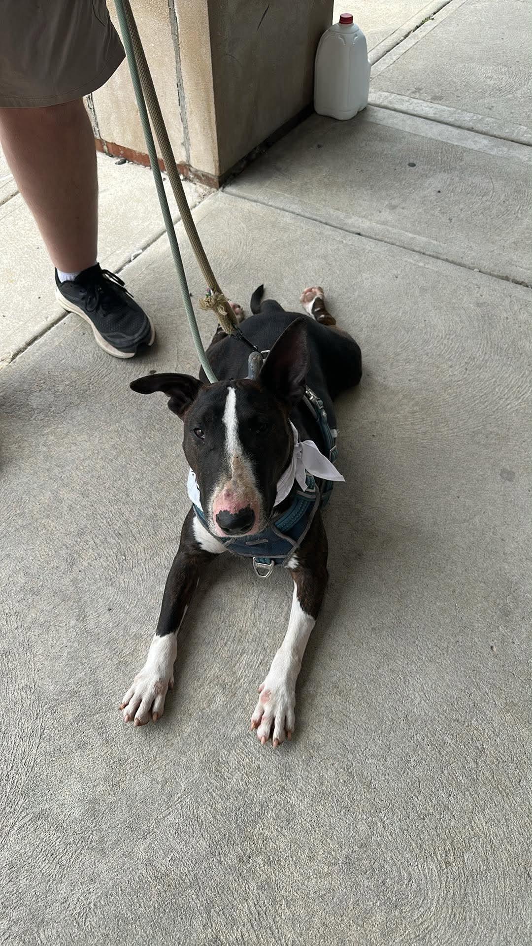 Henney, Adoptable, Young Female Bull Terrier.