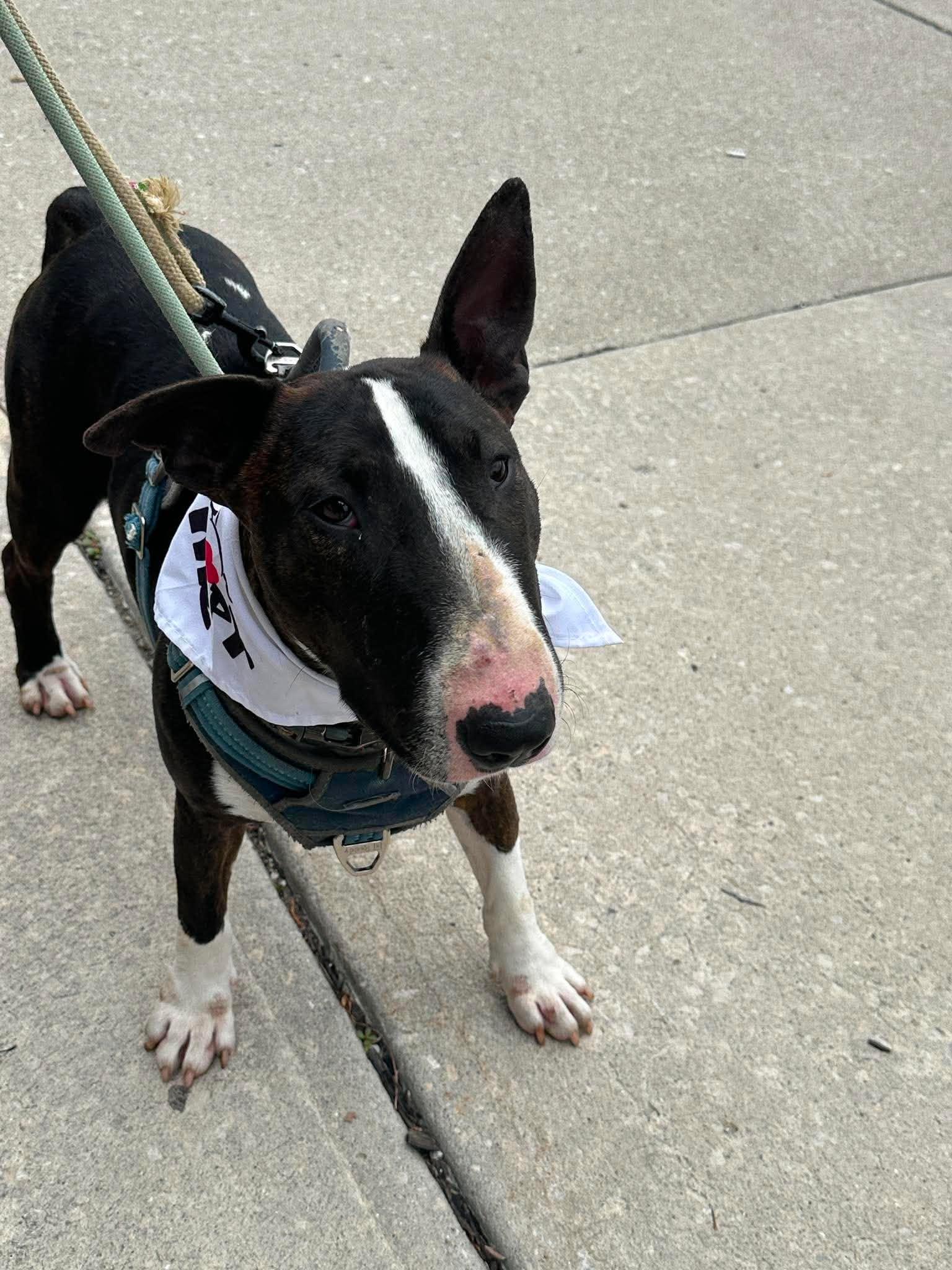 Henney, a Adoptable Bull Terrier in Plain City, OH image 2/6