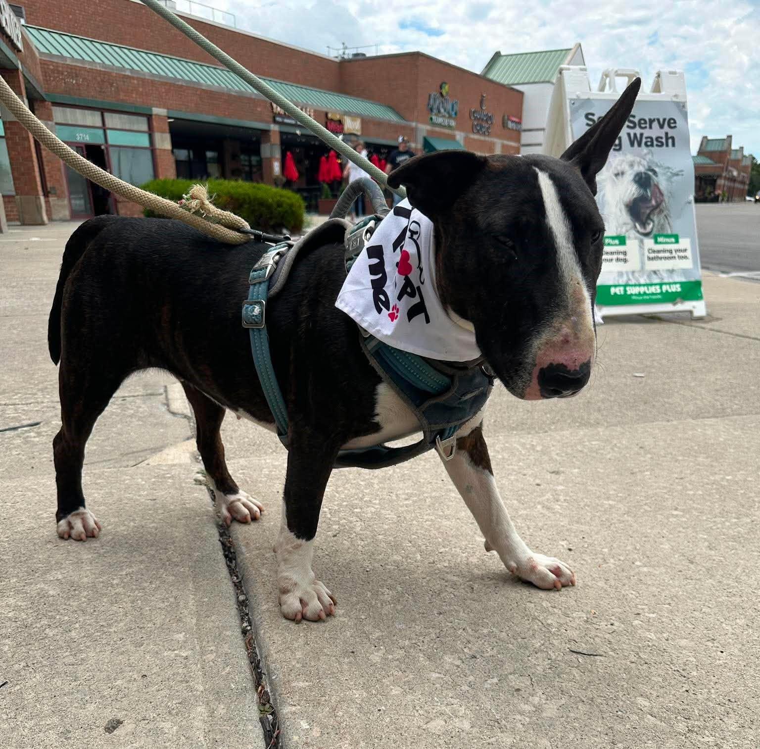 Henney, a Adoptable Bull Terrier in Plain City, OH image 3/6