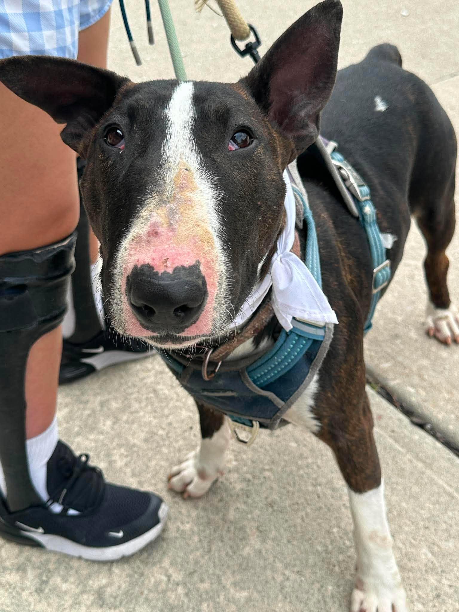 Henney, a Adoptable Bull Terrier in Plain City, OH image 4/6