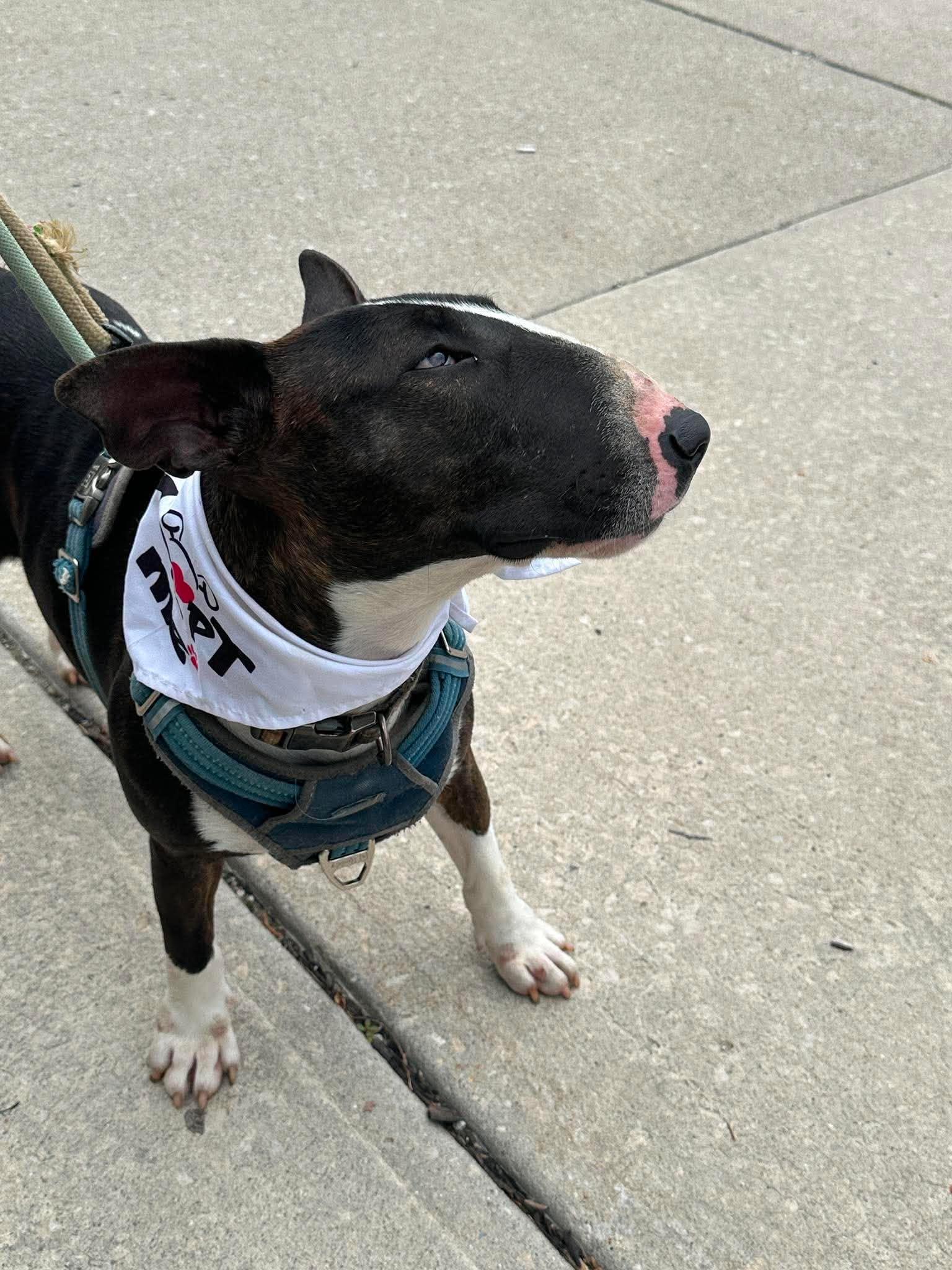 Henney, a Adoptable Bull Terrier in Plain City, OH image 5/6
