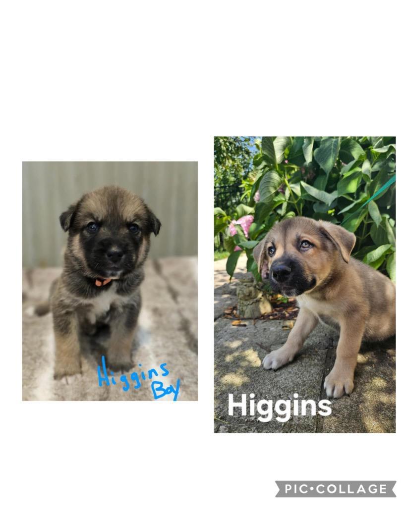 Enlarge Higgins, a Adopted mixed breed in Valparaiso, IN image 1/2