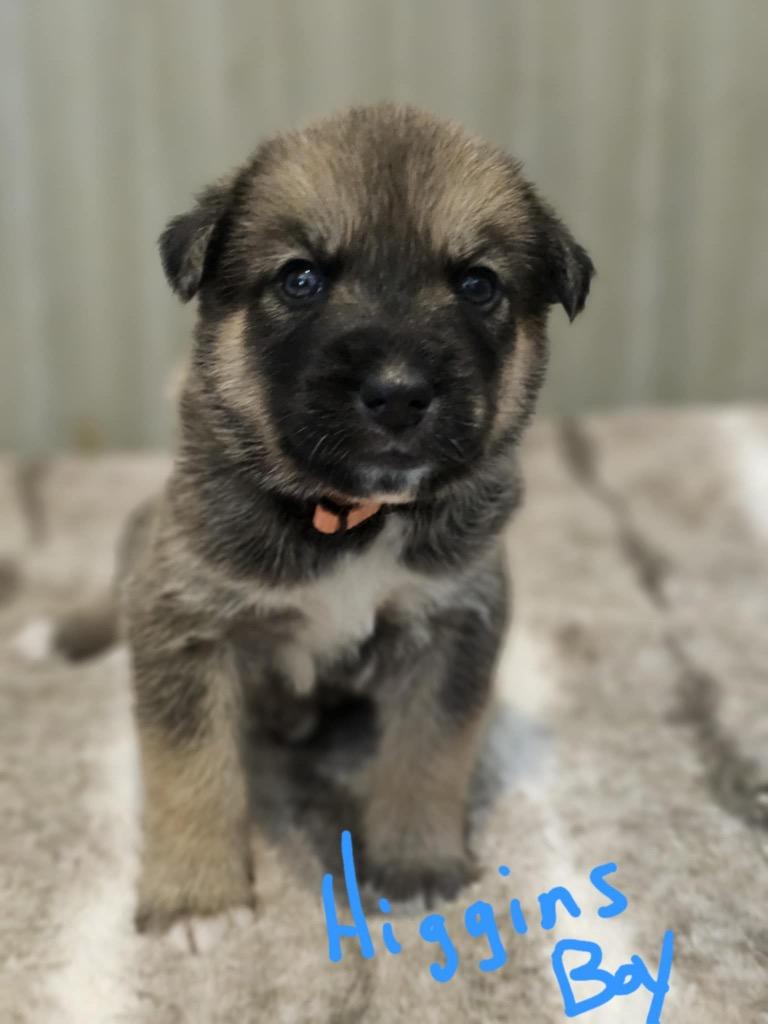 Enlarge Higgins, a Adopted mixed breed in Valparaiso, IN image 2/2