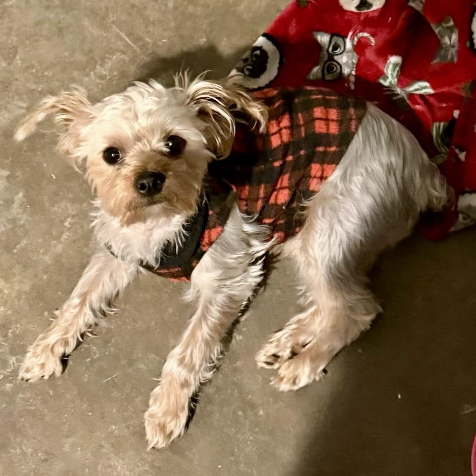 Pinto, an adoptable mixed breed in Rochester, NY image 3/4