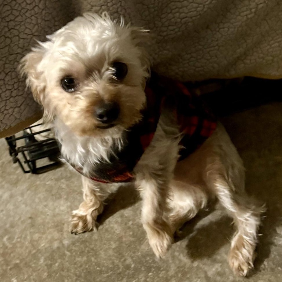 Pinto, an adoptable mixed breed in Rochester, NY image 2/4