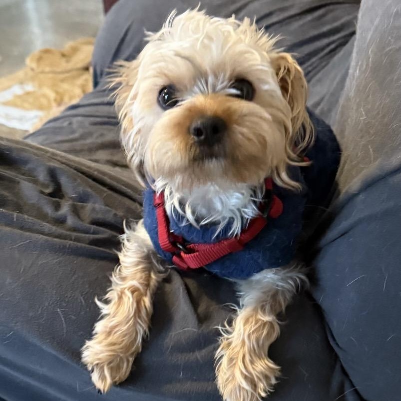 Pinto, adoptable, Young Male Yorkshire Terrier & Shih Tzu.
