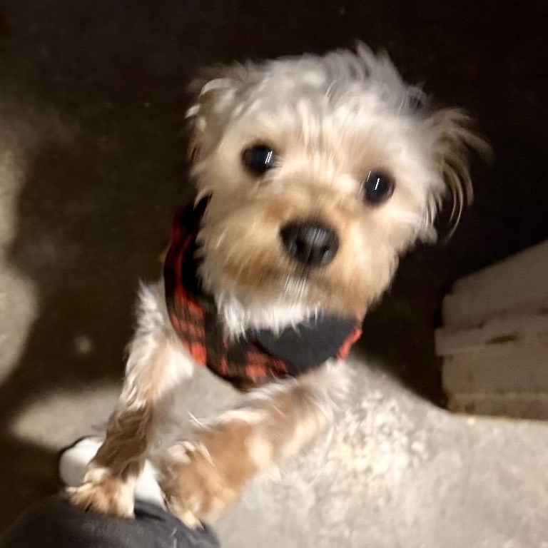 Pinto, an adoptable mixed breed in Rochester, NY image 4/4