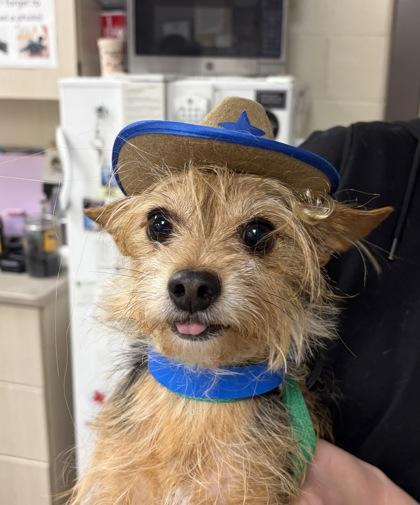 Enlarge Cowboy, a Adoptable mixed breed in Westland, MI image 1/1