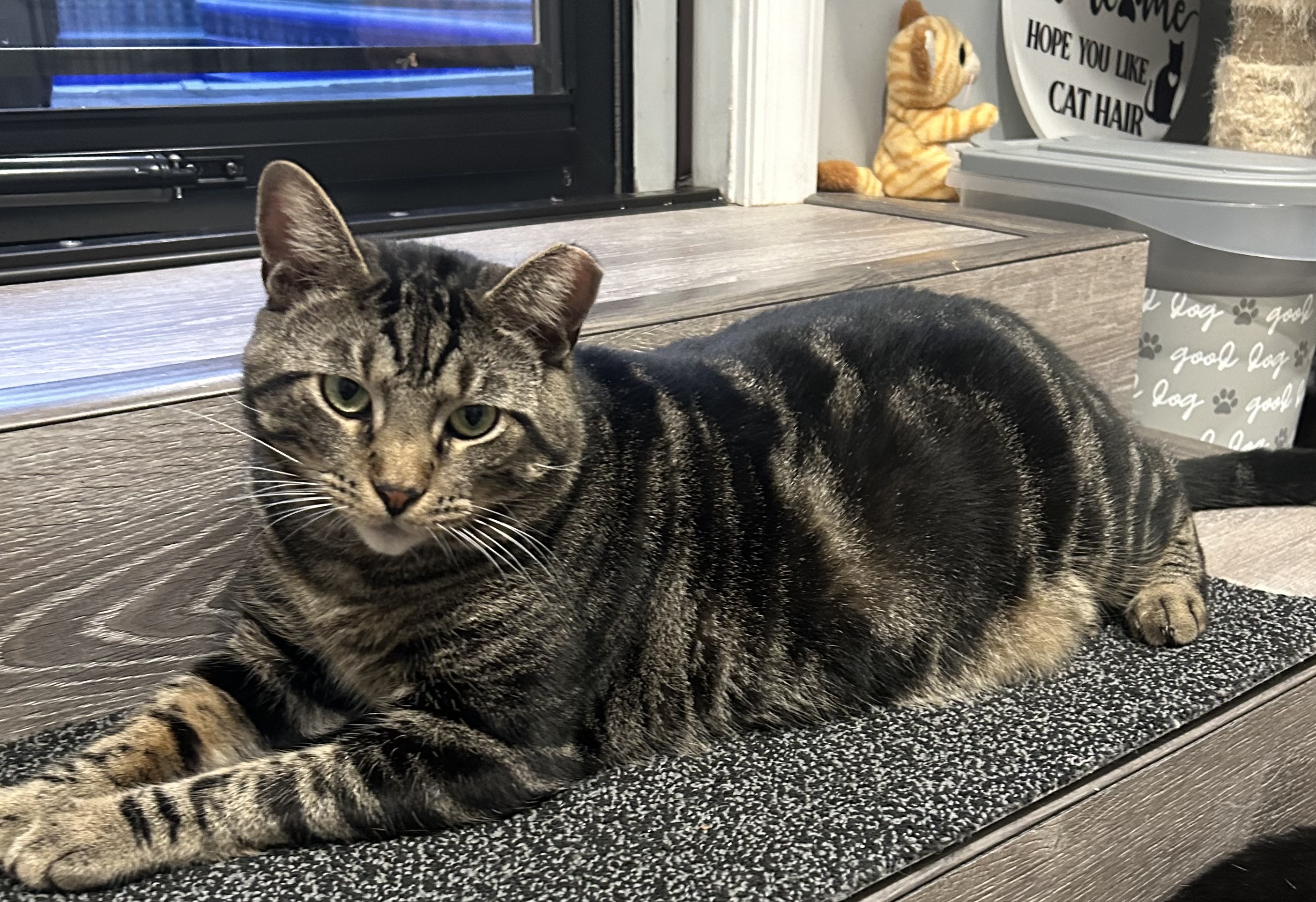 Oliver James, a Adoptable Domestic Short Hair in Sayville, NY image 4/6