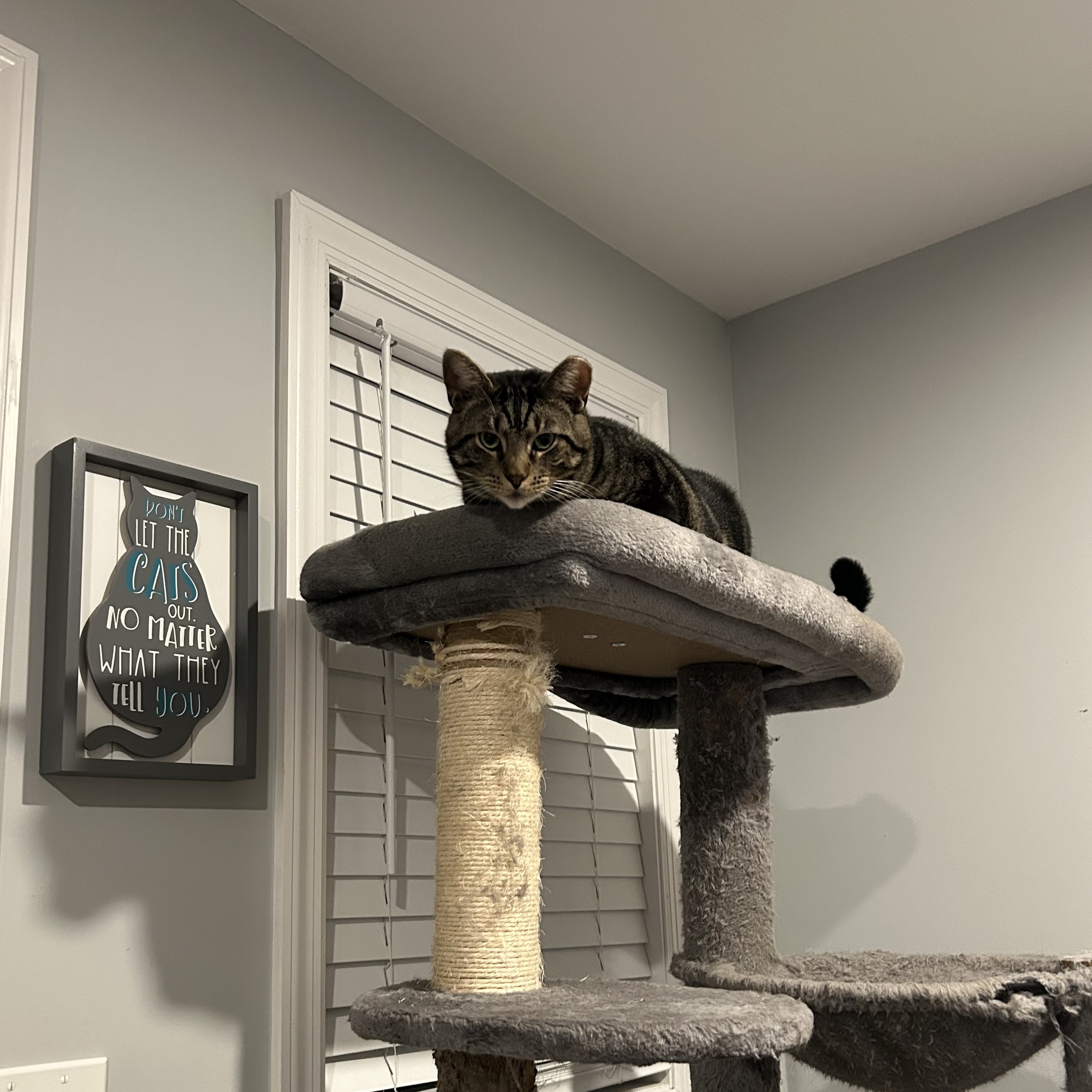 Oliver James, a Adoptable Domestic Short Hair in Sayville, NY image 6/6