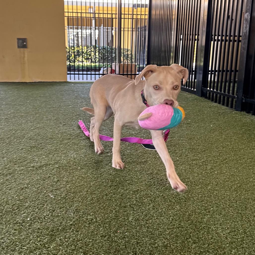 Sheila, a Adoptable Mixed Breed in West Palm Beach, FL image 1/6