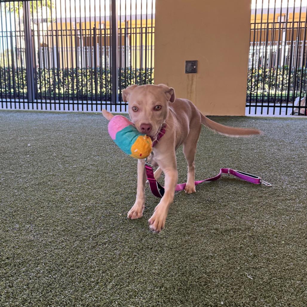 Sheila, a Adoptable Mixed Breed in West Palm Beach, FL image 2/6
