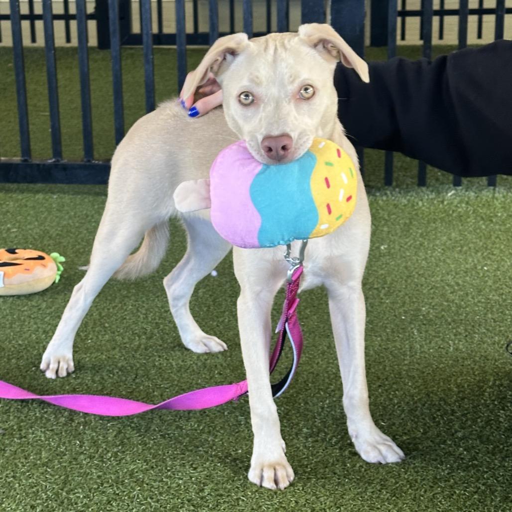 Sheila, a Adoptable Mixed Breed in West Palm Beach, FL image 3/6