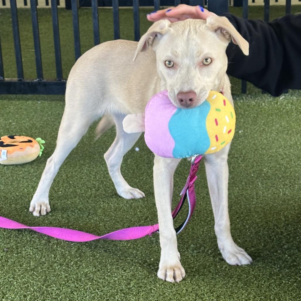 Sheila, a Adoptable Mixed Breed in West Palm Beach, FL image 4/6