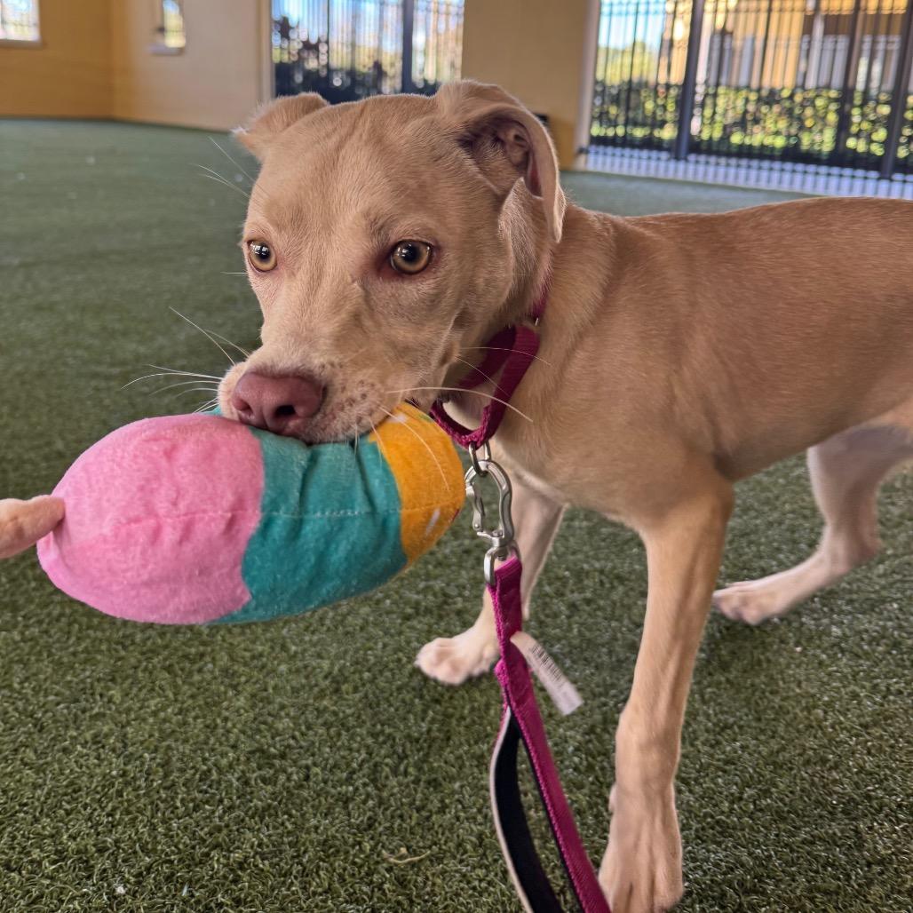 Sheila, a Adoptable Mixed Breed in West Palm Beach, FL image 5/6