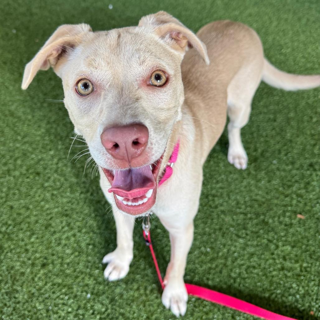 Sheila, a Adoptable Mixed Breed in West Palm Beach, FL image 6/6