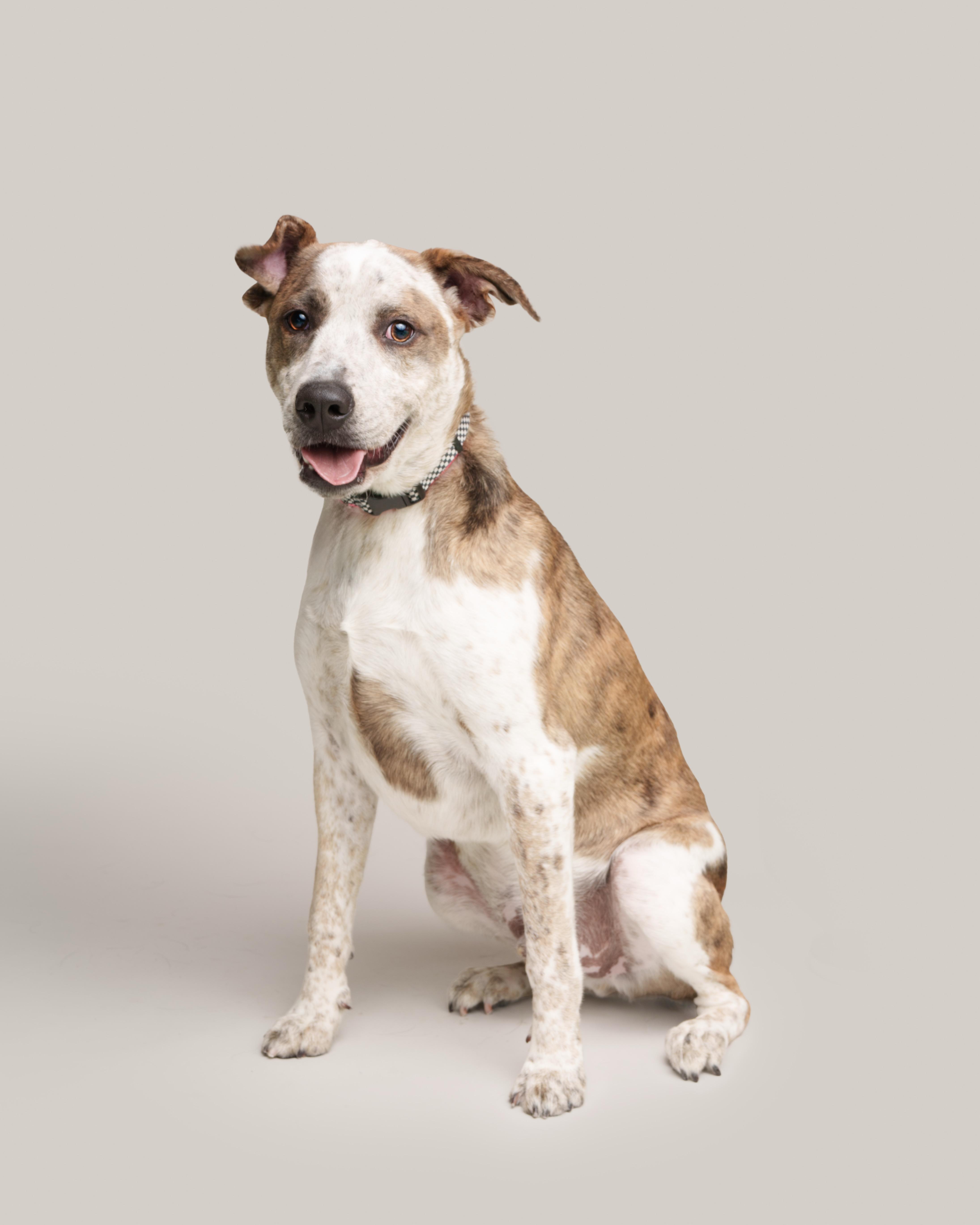 Enlarge Milo, a ADOPTABLE mixed breed in AQUEBOGUE, NY image 1/1