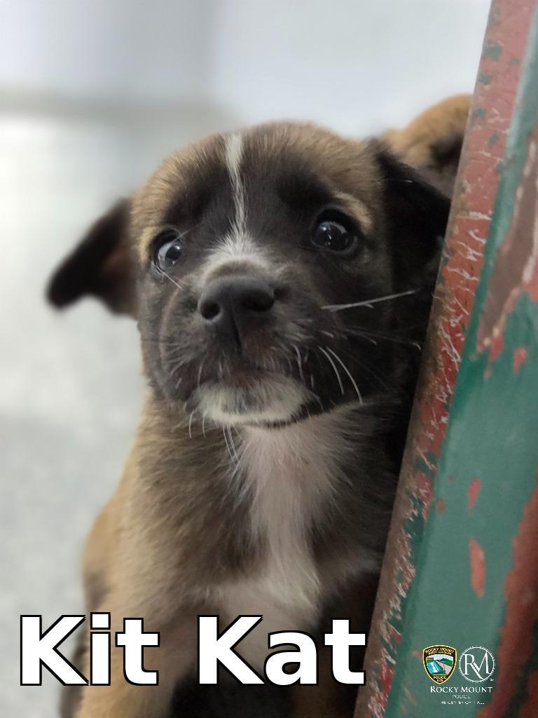 Kit Kat, Adoptable, Puppy Male Shepherd.