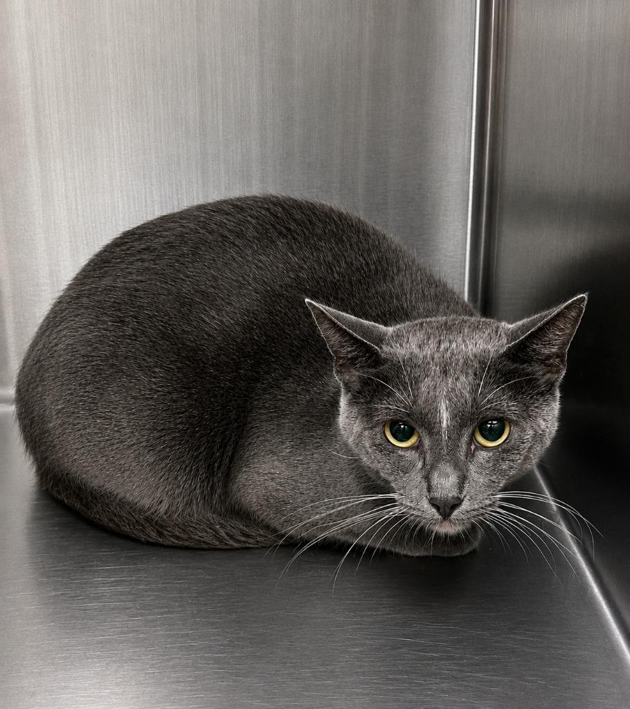 Abby, Adoptable, Young Female Domestic Short Hair.
