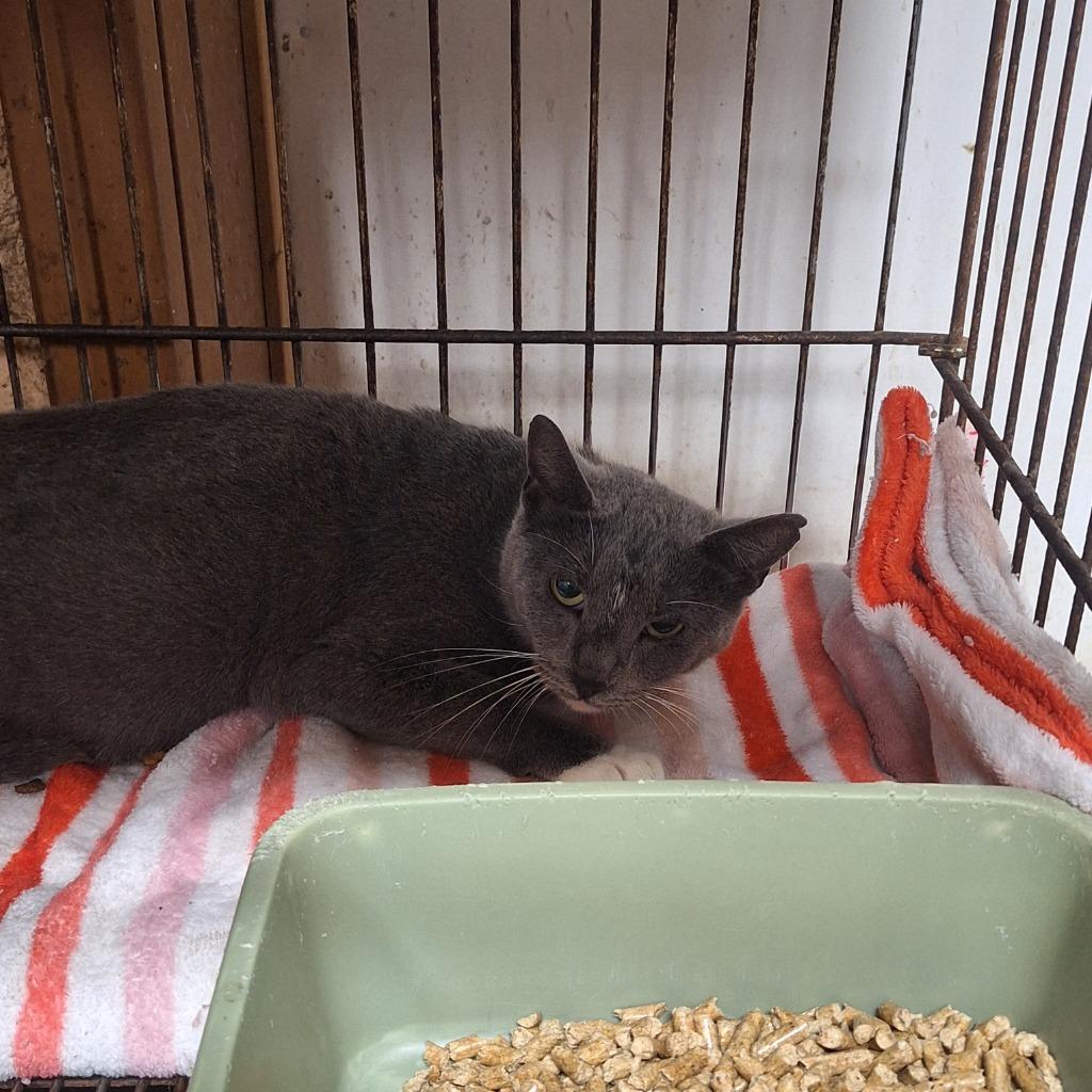 Abby, a Adoptable mixed breed in Gautier, MS image 3/3
