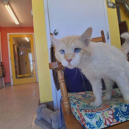 Einstein, Adoptable, Adult Male Domestic Medium Hair & Domestic Short Hair.
