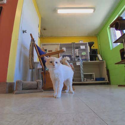 Einstein, a Adoptable mixed breed in Scottsbluff, NE image 2/3