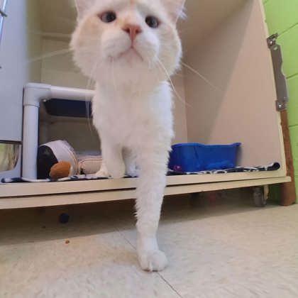 Einstein, a Adoptable mixed breed in Scottsbluff, NE image 3/3