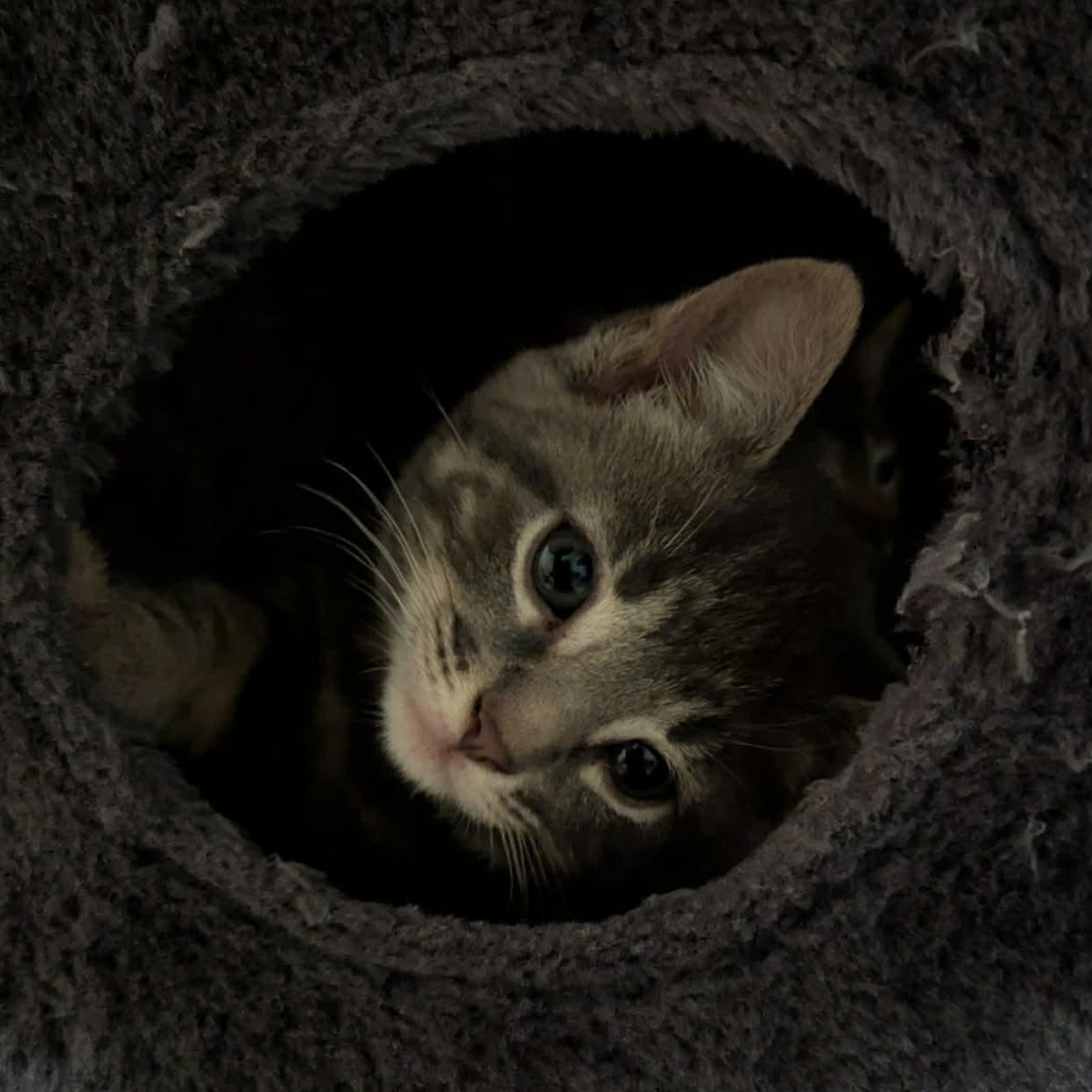 Enlarge Nova, a Adoptable Tabby in Kentwood, MI image 2/2